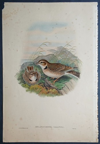 John gould uccelli ornitologia - gould,