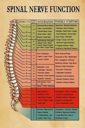 Poster medico anatomico