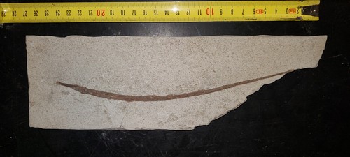 Pesce fossile fossil - pesce,