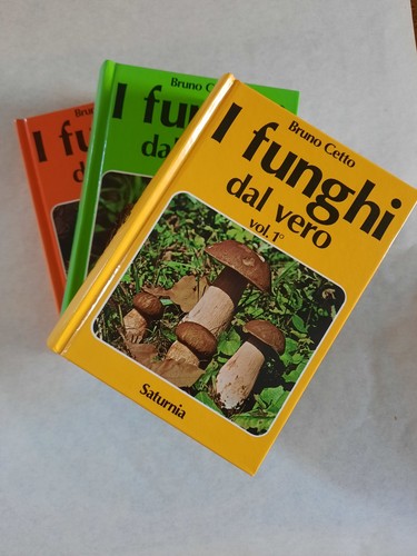 Funghi dal vero bruno - funghi, di