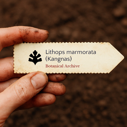Lithops marmorata - , (kangnas)