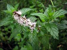 MENTHA SPICATA - MENTA SPICATA / SPEARMINT, 100 SEMI SELEZIONATI