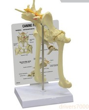 Scheletro cane cane modello