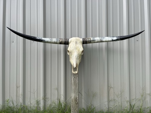 Longhorn teschio sterzo 4 - di,
