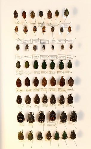Entomology taxidermy - entomology,