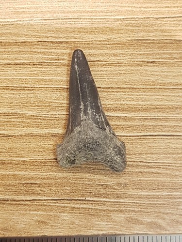 Otodus denti squalo - denti, di