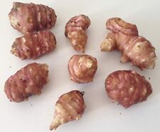 Tuberi Semi Piante Di Topinambur 5 tuberi per riproduzione - BIOLOGICO