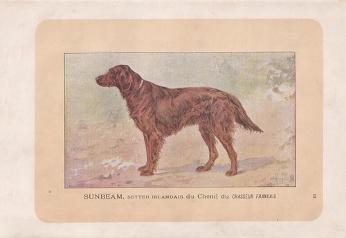 Stampa setter dog - stampa, irlandese
