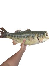 Smallmouth Bass Freshwater