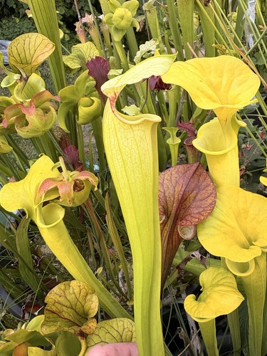 Graines sarracenia - graines,