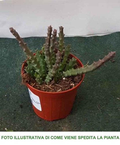 Pianta stapelia varieta - 1,