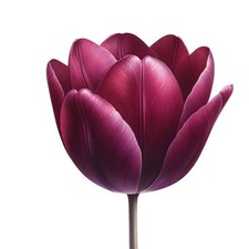 Adesivo vinile colore fiore