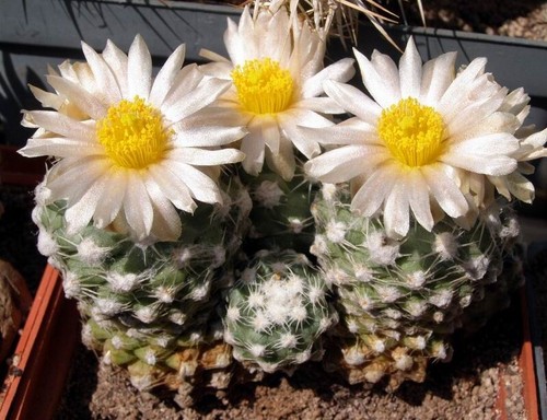 Pediocactus winkleri 737 - pediocactus,