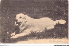 AILP6-0542 - CANE - Cane Dei