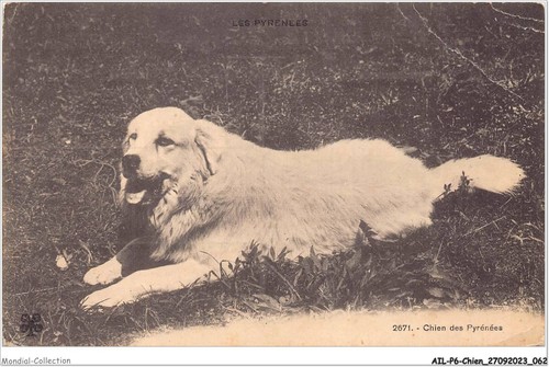 Ailp6 0542 cane - -, dei