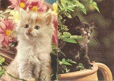 2 Cartoline Tema Gatti