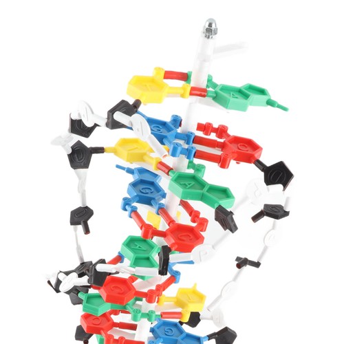 Dna struttura modello plastica - dna,