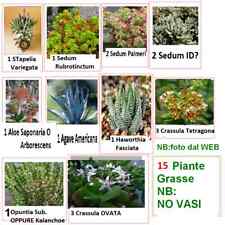 20 Piante Grasse RADICATE 10 tipi NO VASO leggere DESCRIZIONE, alcune Esaurite
