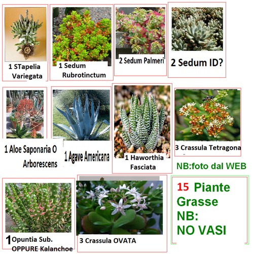 Piante grasse radicate - 20, 10
