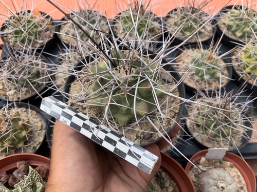 Old thelocactus rinconensis - thelocactus,