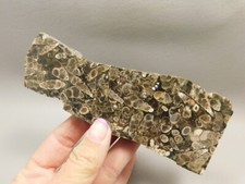 Turritella Agata Guscio