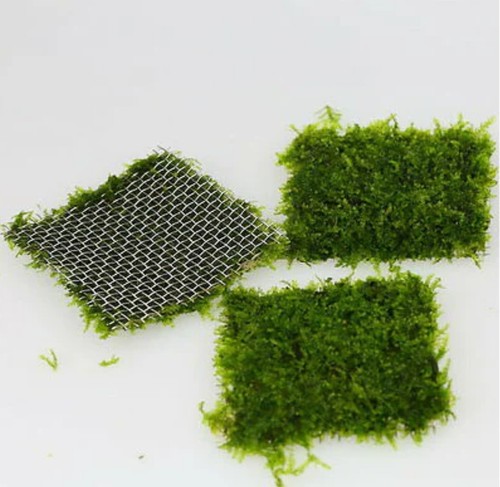 X10 weeping moss - cm,