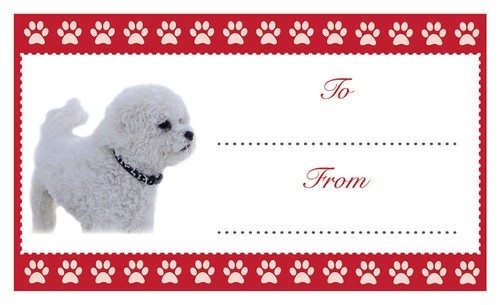 Bichon frise dog christmas - bichon,