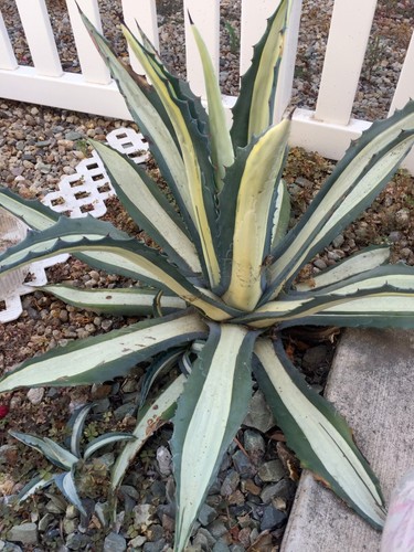 Agave americana - agave,