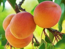 Pianta di Albicocco Precoce