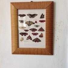 Quadretto con stampa farfalle (enc. Labor 1941)