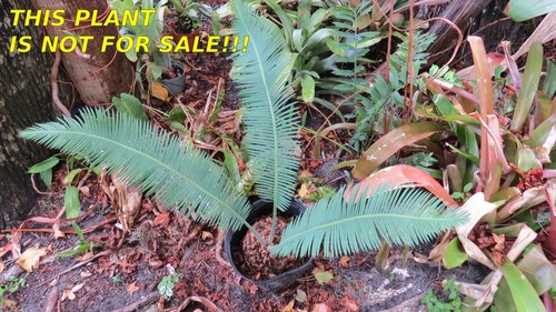 Dioon edule approx - dioon,