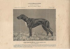 Stampa antica CANE di razza POINTER NERO FEMMINA 1912 Antique print dogs