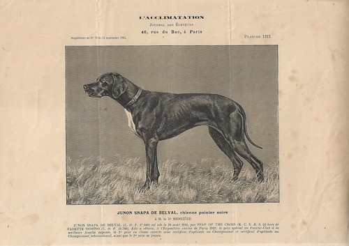 Stampa antica cane razza - antica, di