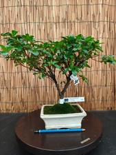Bonsai di Azalea h 33cm Visita