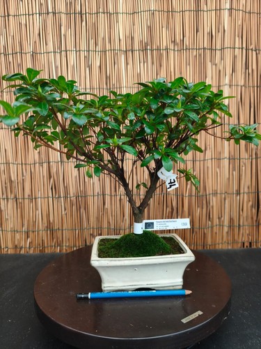 Bonsai azalea 33cm visita - azalea,