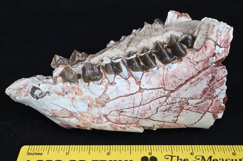 Mandibola fossile Oreodont