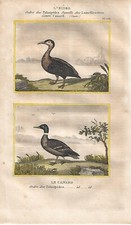 Stampa antica anatre edredone - antica,