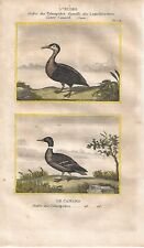 Stampa antica ANATRE EDREDONE