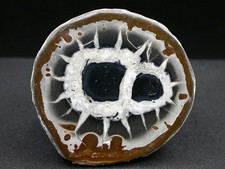 SEPTARIA - MAROC - 5,2 x 5 cm -  63 g