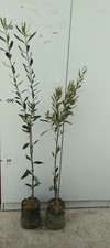 PIANTA DI ULIVO GRECO KALAMATA ALTEZZA 100/120 CM IN FITOCELLA ( foto reali)