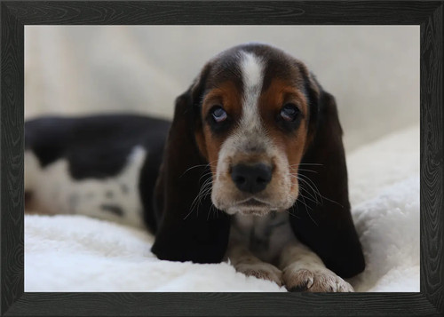 Basset hound puppy framed wall - hound,