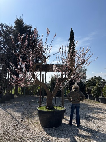 Pianta albicocco età 70 - albicocco,