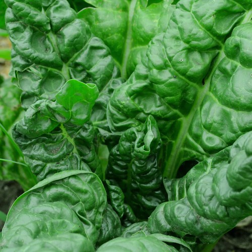 Perpetual spinach swiss chard - spinach,