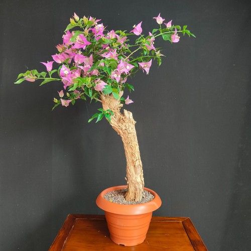 Pre bonsai bouganvillea - bonsai,