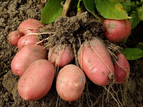Sedi patate potato - sedi, beauty