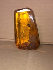 AMBRA FOSSILE REPLICA APE