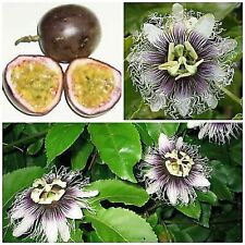 PASSIFLORA EDULIS (25 SEMI) 'GIGANTE VIOLA' (MARAKUJA) PASSIFLORA