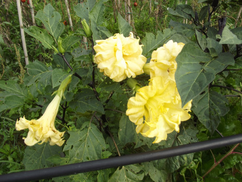 Semi datura giallo doppia - datura,