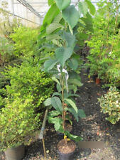 Asimina triloba Shenandoah Peterson Pawpaws® - banana indiana Paupau 80-100 cm