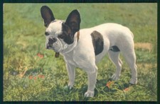 Bulldog canna Bulldog francese serie 62 cartolina TC6686
